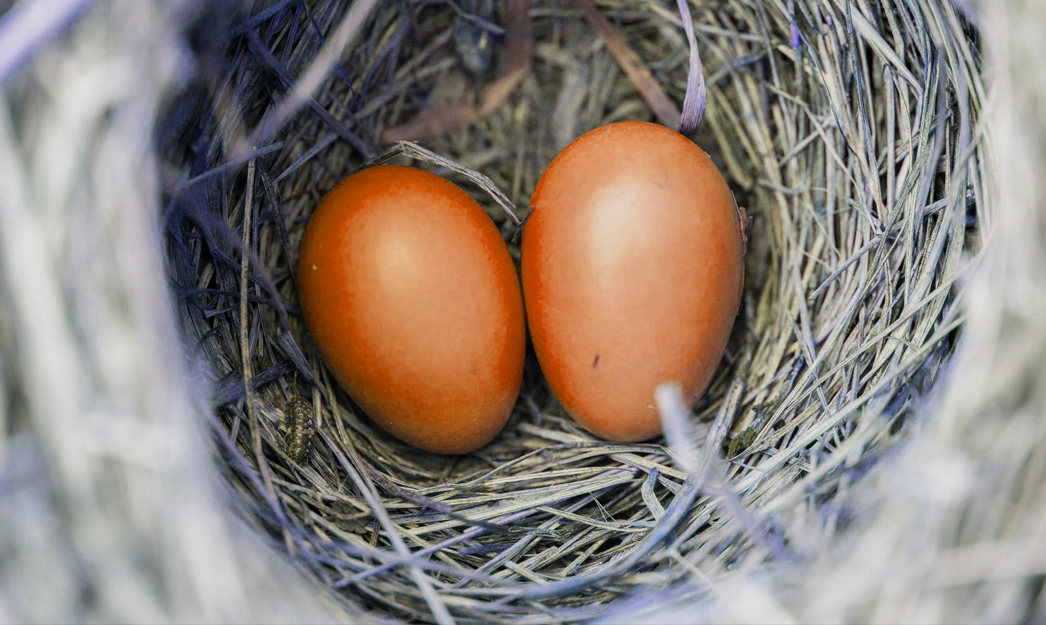 Two eggs